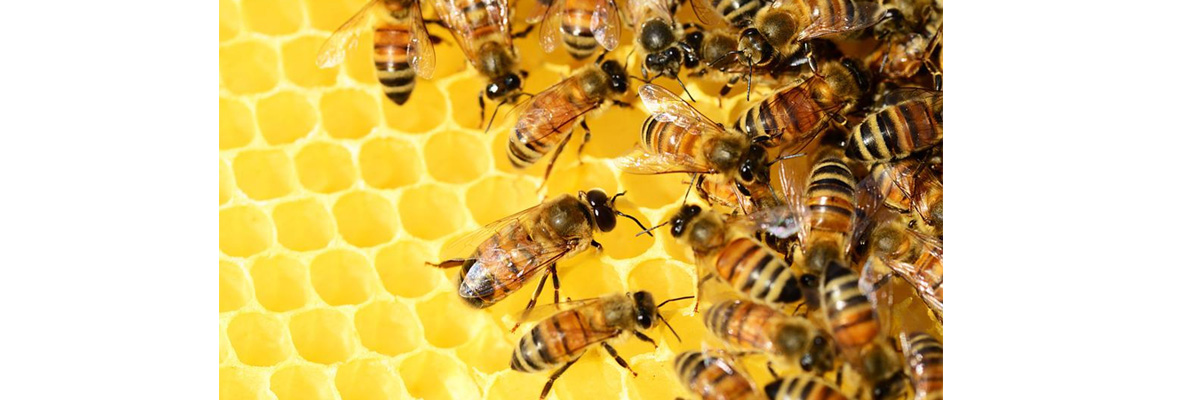 L’Université de Munich développe un logiciel de comptage des abeilles grâce à l’intelligence artificielle